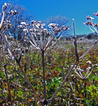 Ice encases delicate wild flowers that grow at the top of Craggy Pinnacle.
