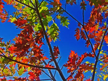 Autumn colors burst forth, scarlet blooming from green against a blue sky on the Blue Ridge Parkway in Western North Carolina.