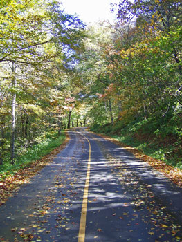 Leaves scatter at the edge of the Blue Ridge Parkway in Western North Carolina outside of Asheville.