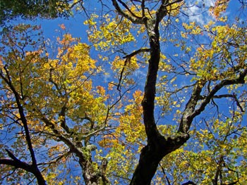 Yellow leaves set against a blue sky in Western North Carolina in the Blue Ridge Mountains.