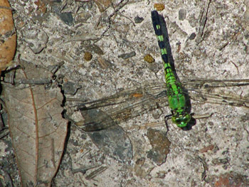 A brilliant green and black dragonfly sits on the leaf littered sandy ground along White's Bayou in Pearlington, MS.