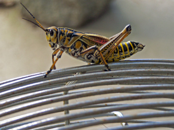A large yellow and orange grasshopper in southern MS in close-up.