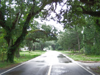 Live oaks frame a curve in a road through Pearlington, MS towards the NASA Stennis Buffer Zone.