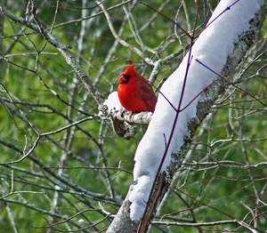 A red cardinal perches on a snowy branch in winter in Murphy, Western North Carolina.