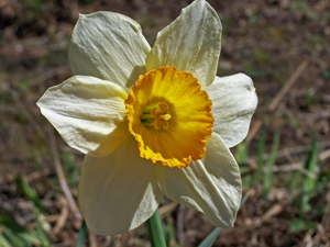 Unbelievable definition shows on the white petals of a daffodil with a golden trumpet at its center by Lake Tomahawk.