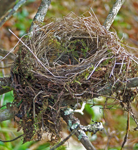 A small nest made of grass, twigs, and moss nestles into the crook of a thin branch along the Blue Ridge Parkway.