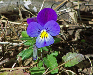 A purple pansy with a burst of yellow is lightly striped and grows from the ground in Black Mountain, NC.