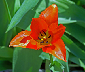 A fiery orange tulip blooms around a yellow center in a sea of green in Black Mountain, NC.